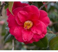 Camelia rosa intenso "Camellia japonica" pianta in mastello ø35cm h 130/150 cm