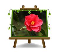 Camelia Rossa Charles Cobb Piante Ornamentali vaso da 18 cm altezza 40-60 cm