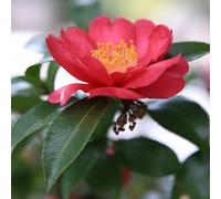 Camelia sasanqua 'Rood' 40-50 cm Vaso - Camellia sasanqua 'Rood' - Fioritura autunnale rossa