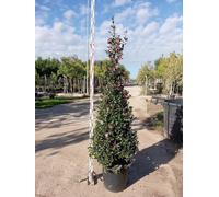 Camelia Sasanqua Vaso 45 cm | Arbusto Sempreverde, da Fiore Invernale