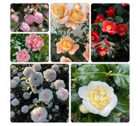 camelia - semi di selvatici balcone estivi tetti verdi semi di biologici giardino resistenti al decorazione 65pcs
