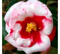 Camellia japonica cv ADOLPHE AUDUSSON variegated - - RED-WHITE FLOWERS