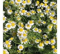 Camomilla Romana 500 metà Anthemis Nobilis Bodendecker commestibile Rasen paesaggistica