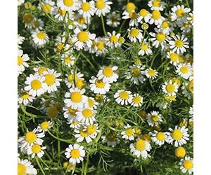 Camomilla Romana 500 metà Anthemis Nobilis Bodendecker commestibile Rasen paesaggistica