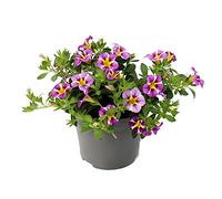 Campanelle magiche - Mini petunia - Calibrachoa - Vaso da 12 cm - Set di 3 piante - bicolore lilla/giallo