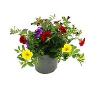 Campanelle magiche - Mini petunia - Calibrachoa - Vaso da 12 cm - Set di 3 piante - Multicolore