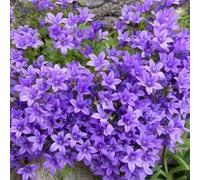 campanelli semi resistenti, esotici, semi di copertura del suolo resistenti da giardino per uomini, decorazione balcone 350pcs