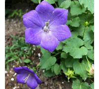 campanula, Aiuole rialzate il giardino raro decorazioni 700semi