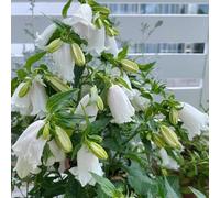 campanula decorazioni giardino esterni balcone raro in vaso 125semi