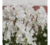 campanula - ornamentali per zone soleggiate d'appartamento 150semi