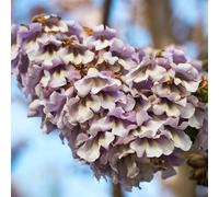 Campanula, Paulownia, decorazioni giardino per esterni kiribaum d'appartamento esotiche in vaso interna Aiuole rialzate per il giardino roccioso 150semi