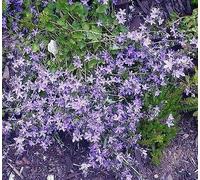 Campanula portenschlagiana Blue Magic 250 Seeds