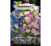 CAMPANULA SEMPLICA MISCUGLIO SEME IN BUSTINA