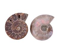 Campione di Ammonite 2Pcs Shell Campione Shell Madagascar Pietre Naturali e minerali(4cm)