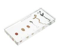 Campione di Germinazione delle Arachidi in Plastica per Insegnamento | Effetto Realistico da Banco, per Docenti e Dimostrazioni, 14x6,4x2cm