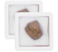 Campione di Meteorite 2 Pezzi Irregolare per Insegnamento | Fossile, Oggetto Decorativo per Festa e Compleanno, Supporto Didattico per Stimolare Creatività e Conoscenza Colore Casuale
