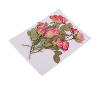 Campione di Piante di Foglie di Rosa Fiori Secchi Fiori Pressati 10 Pezzi per