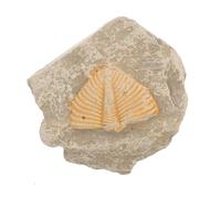 Campione di Trilobite Fossile per Studenti, Strumento Didattico | Forma Casuale, Materiale Fossile, per Uso Educativo e Giornata, Sviluppa Creatività e Conoscenze