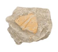 Campione di Trilobite Fossile Vero per Studenti, Modello Didattico | Decorazione da Scrivania, Forma Casuale, per Educazione e Festa, Arricchisce Conoscenze e Creatività