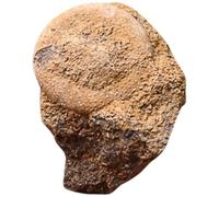Campione Fossile di Riccio di Mare, Ornamento da Tavolo per Insegnamento | Decorazione per Casa, Materiale Naturale per Docenti, Bel Pezzo da Studio, Uso come Supporto Didattico