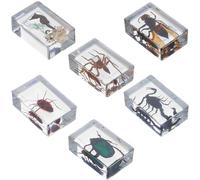 Campioni di Insetti in Resina 6 Pezzi, Fermacarte 4,5x3,2x2cm | Superficie Trasparente e Lucida, Uso Studio o Museo, Risorsa Didattica per Insegnanti di Biologia