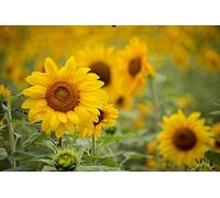 Campo di girasoli - Puzzle da 1000 pezzi: puzzle educativo, con materiali riciclabili e stampa ad alta definizione per bambini dai 14 anni in su