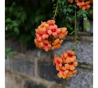 campsis giardino decorazioni esterni esotiche in vaso balcone 150semi