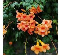 Campsis grandiflora, decorazioni giardino esterni esotiche 450semi