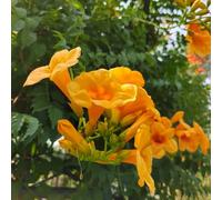 Campsis grandiflora semi di perenni giardino interno balcone parterre serrature balcone primavera tagliati selvatici ufficio 100pcs