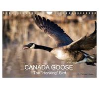 CANADA GOOSE / UK-Version (Wall Calendar 2027 DIN A4 landscape), CALVENDO 12 Month Wall Calendar: The "honking" bird