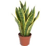 Lingua di suocera - pianta da interno facile da curare, Sansevieria trifasciata Laurentii - altezza ca. 35 cm, diametro del vaso 12 cm
