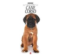 Cane corso. Calendario 2026. Long