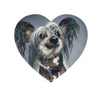 Cane crestato cinese, magneti da frigorifero in acrilico, adesivi, magneti per lavagna bianca per la decorazione di mobili e cucine,A forma di cuore