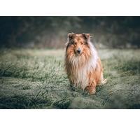 Cane da pastore scozzese - Puzzle da 300 pezzi - Amici Regali intellettuali, tempo libero, intrattenimento, decorazioni per feste 14 anni+