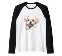 Cane di Razza Maltese in vena di Coccole Che sbircia Felice Maglia con Maniche Raglan