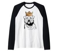 Cane Glen of Imaal Terrier Che Indossa la Corona Maglia con Maniche Raglan