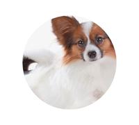 Cane Papillon soffice, magneti da frigorifero in acrilico, adesivi, magneti da lavagna bianca per la decorazione di mobili e cucine,Forma rotonda