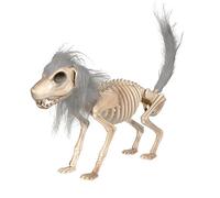 Cane Scheletro | Casa Stregata Figura Animale | Decorazione Flessibile Del Teschio Raccapricciante con Capelli per Prato Giardino Tavolo Ambiente Migliorato