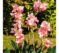 canna balcone giardino rialzato letto ufficio 2bulbi