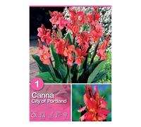 Canna "City of Portland" Rosa