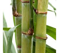 canna da zucchero - balcone giardino balcone Aiuole rialzate per il giardino ornamentali vaso tetti verdi semi biologici 400pcs