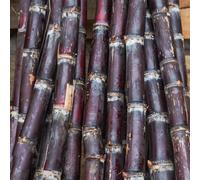 canna da zucchero serra balcone rialzato con letto resistenti da esterno in vaso Aiuole rialzate biologiche per l'orto in serra interna 500semi