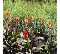 Canna - decorazioni giardino per esterni giardino roccioso balcone rialzato con letto tappezzanti all'aperto d'appartamento esotiche 10Bulbi
