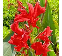 canna di interni resistenti primavera giardino rocce balcone letti elevati interni Letti 5Bulbi
