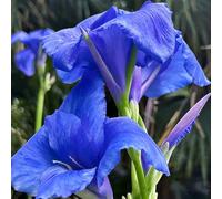 canna giardino balcone rialzato letto 4bulbi