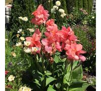 canna - giardino precoce copertura terreno di 9bulbi