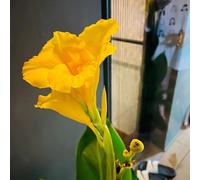 Canna in vaso decorazione eccellente del balcone resistente alla 12bulbi
