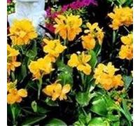 Canna l Giallo Series 5 Semi Seeds ONLY