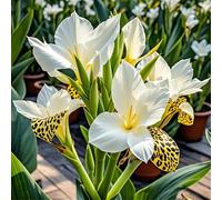 Canna,Radici selezionate di canna,perenne,rresistenti al freddo e alla siccità.Perfetto per i bordi-Garden,capolavori in vaso eleganti-2 Rizoma-D