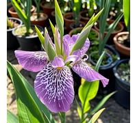 Canna,Radici selezionate di canna,perenne,rresistenti al freddo e alla siccità.Perfetto per i bordi-Garden,capolavori in vaso eleganti-5 Rizoma-E